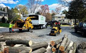 Best Storm Damage Tree Cleanup  in Windber, PA